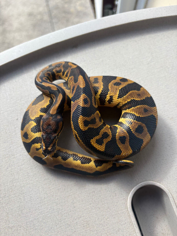 Male Leopard yellowbelly het Dg ph pied royal python for sale