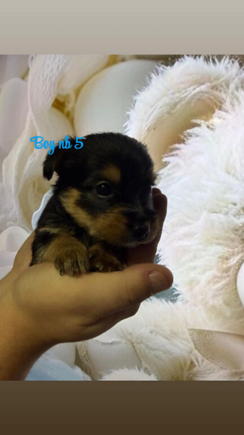 Yorkshire terrier puppies