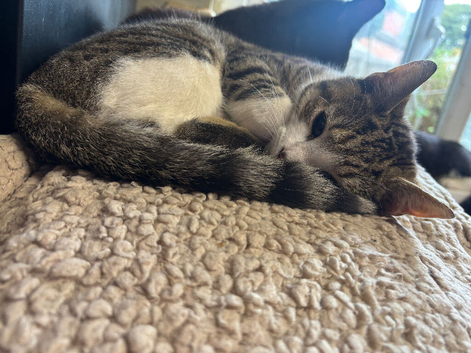 Kittens for sale