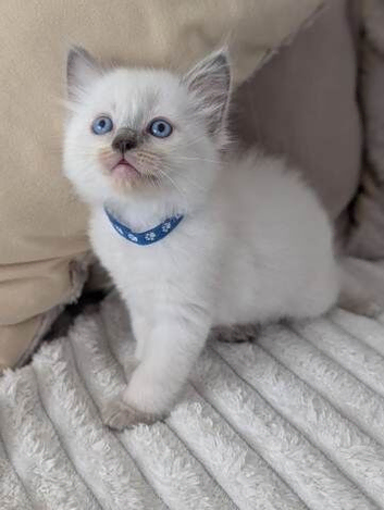 Gorgeous Ragdoll Kittens &ndash; 3 Boys & 2 Girls