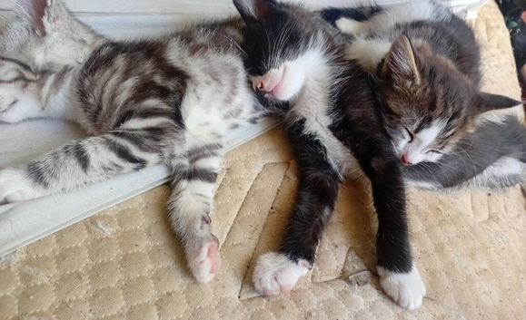 Tuxeto/bengal kittens ready now