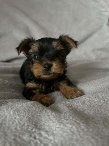 Yorkshire terrier