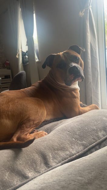 Beautiful Dog
