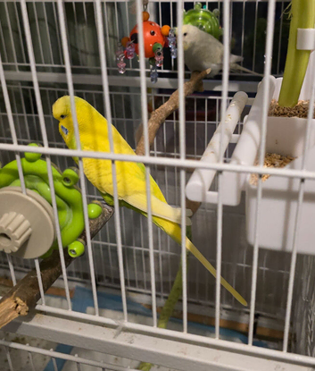 Bonded pair of budgies