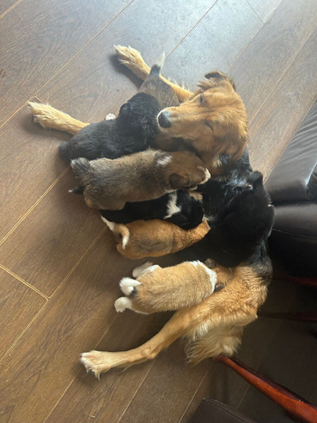 7 collie puppies
