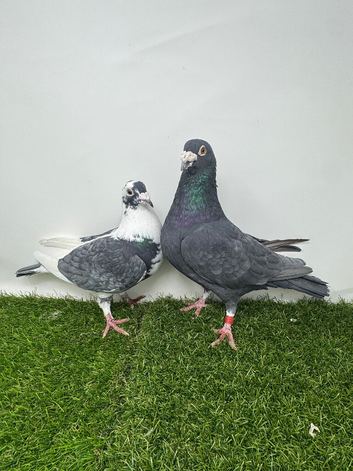 Coloured Racing Pigeon