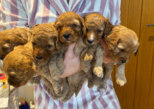Beautiful Cavapoo Girls Ready for Loving Homes
