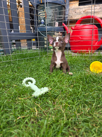 Kennel club registered chihuahuas