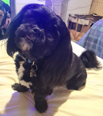 3 Shih Tzu pups