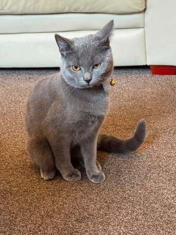 Male cat for sale