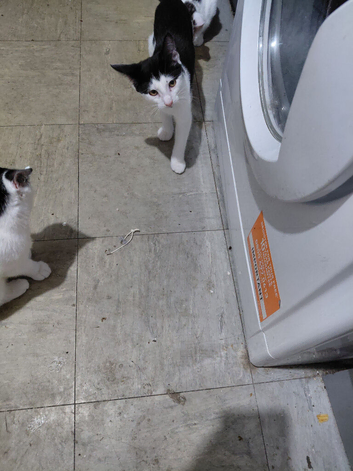 Kittens