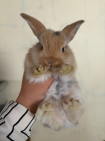 Mini lops- baby mini lops- Pure Breed Lops