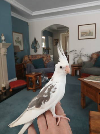 Hand reared cock Cockatiel