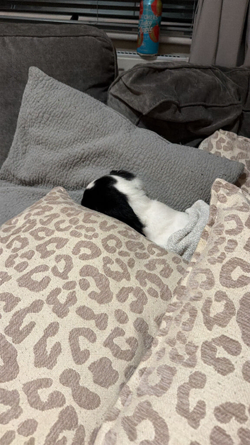 9 week old sprocker