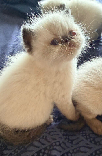 Colourpoint Exotic Shorthair Kittens