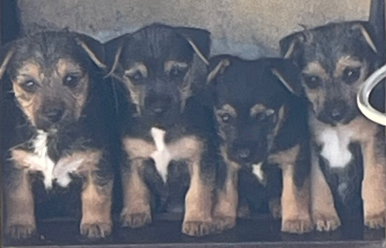 Border terrier cross jack Russell