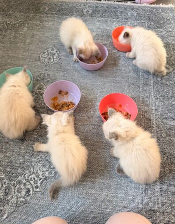 Fully pedigree blue point kittens