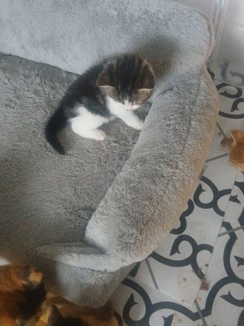 Kittens