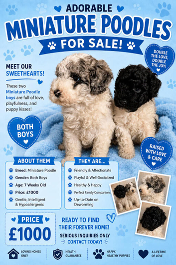 Beautiful Miniature poodle