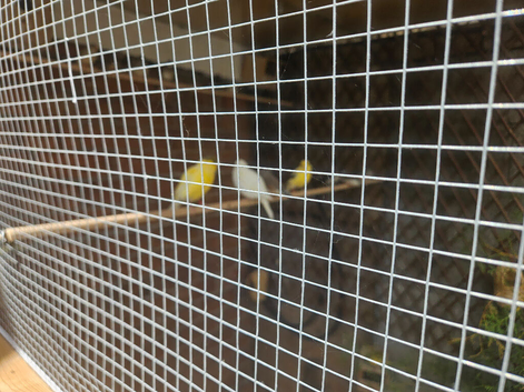 5 canaries for sale