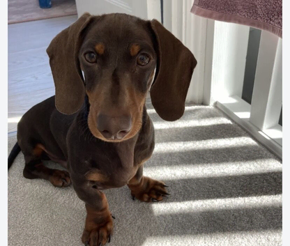 Miniutes dachshund boy