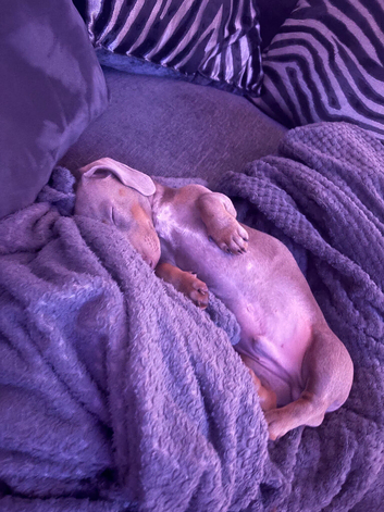 Miniature dachshund