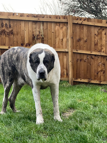 Stud central Asian Shepard actual pedigree