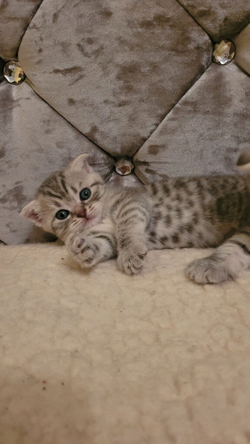 Scottish fold/straight kittens