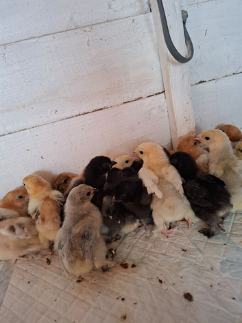 Pekin bantums off heat sexed