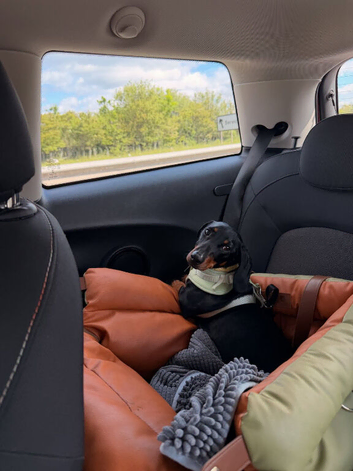 7 Months Old Mini Daschund