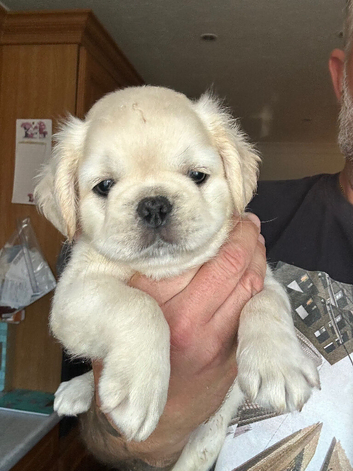 Stunning litter of 4 Prestige Pug Puppies all looking for their New Forever Homes.
