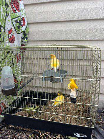 Canarys one pair and one cock bird buy it&rsquo;s self