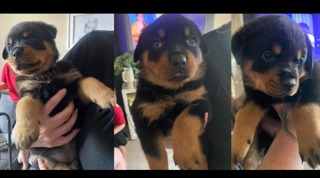 Rottweiler puppies for sale 3 girls
