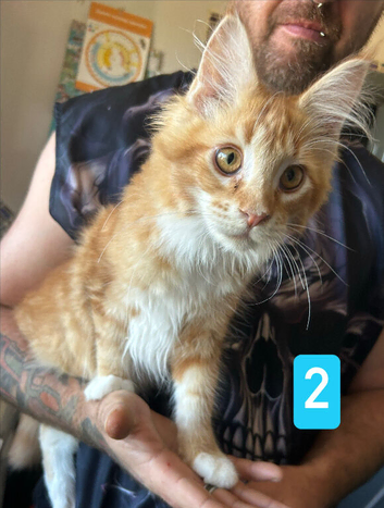 Ginger maine Coon Boy. Vaccinated