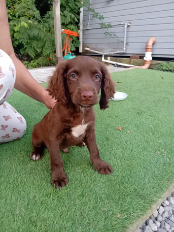3 puppies for sale