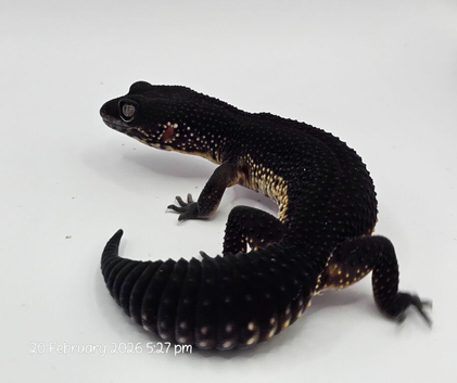 2024 black night leopard gecko female group