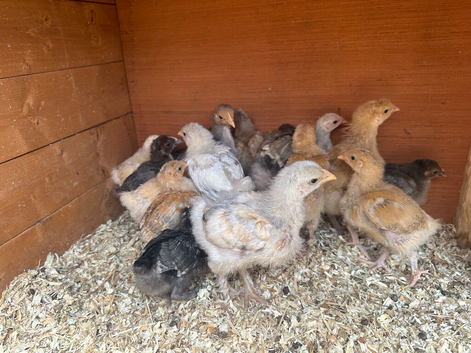 Mix of Orpington, Brahma and some bantams