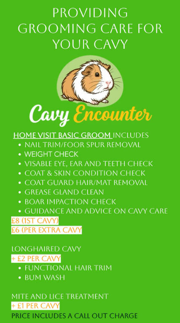 Guinea pig Grooming