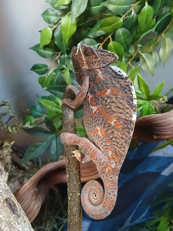 Female year old Yemen Chameleon