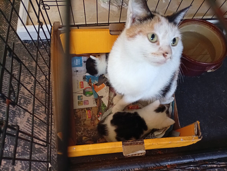 Mum and kitten