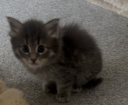 Kitten for sale