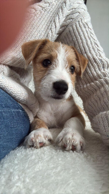 For sale Whippet xJack Russell