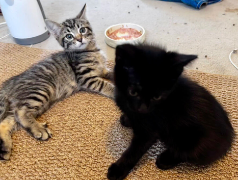 Two special kittens
