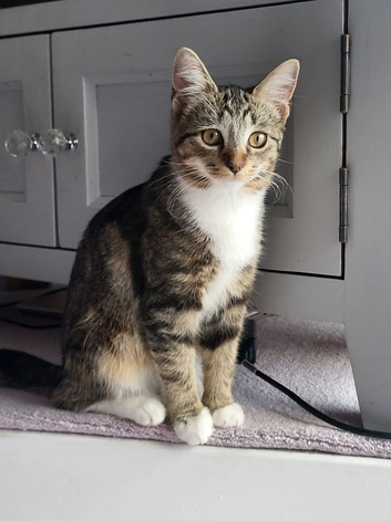 Female cat