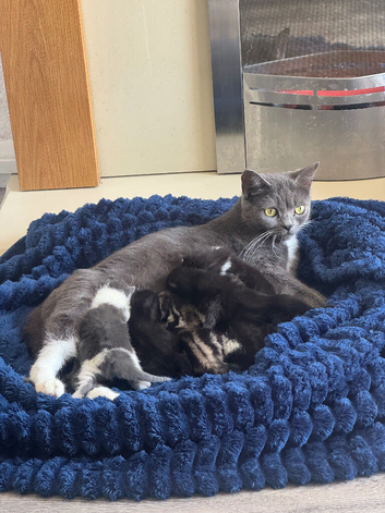 kittens