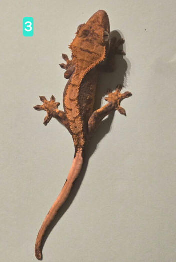 Juvenile Crested Geckos with full Lineage