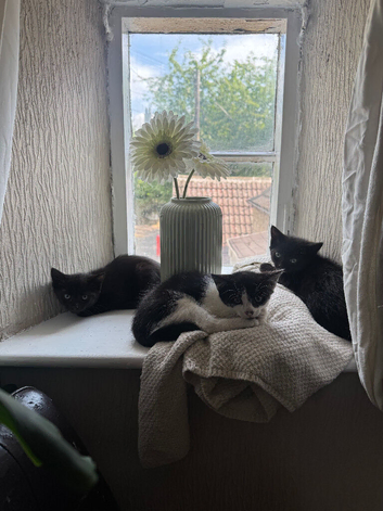 Rescue Kittens Looking for Forever Homes