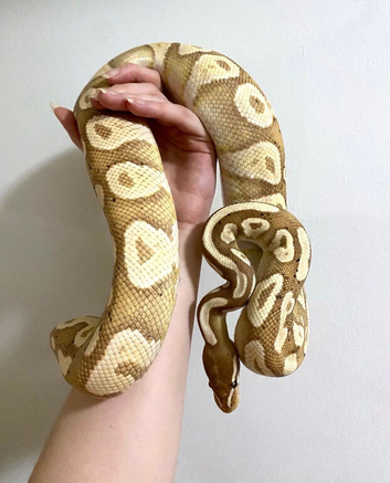 Female Banana Mojave Royal Python
