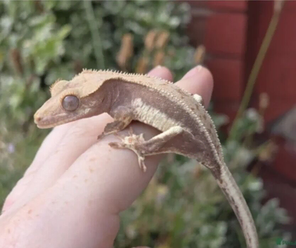 Lillywhite Baby Crested Gecko & Vivarium