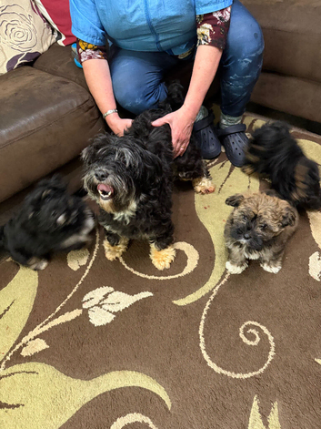 UDATE ONLY ONE BOY AVAILABLE Exquisite litter of Havanese Puppies